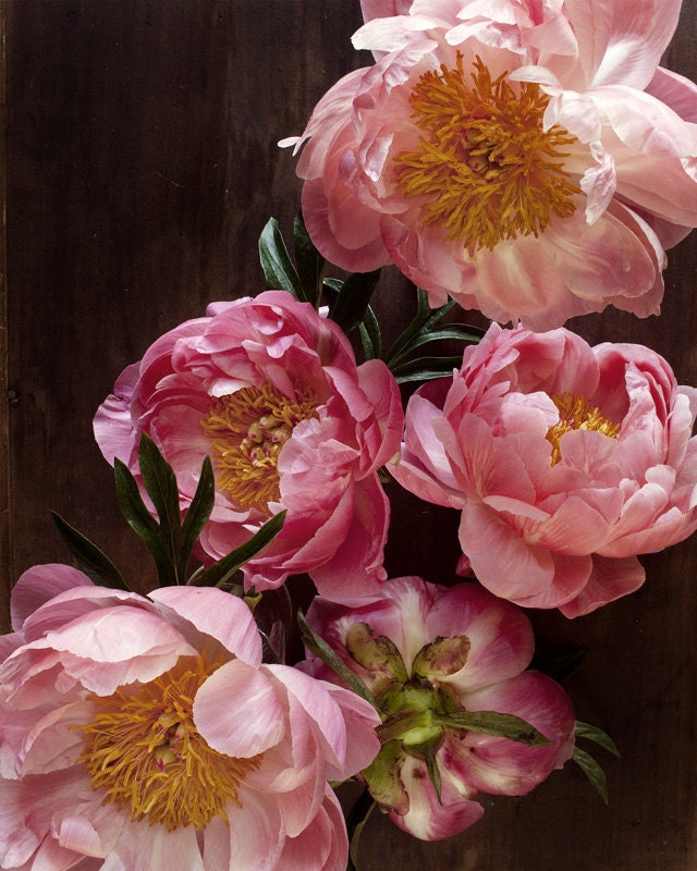 Botanical No.5633