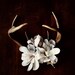 Antler and Magnolia No. 6935