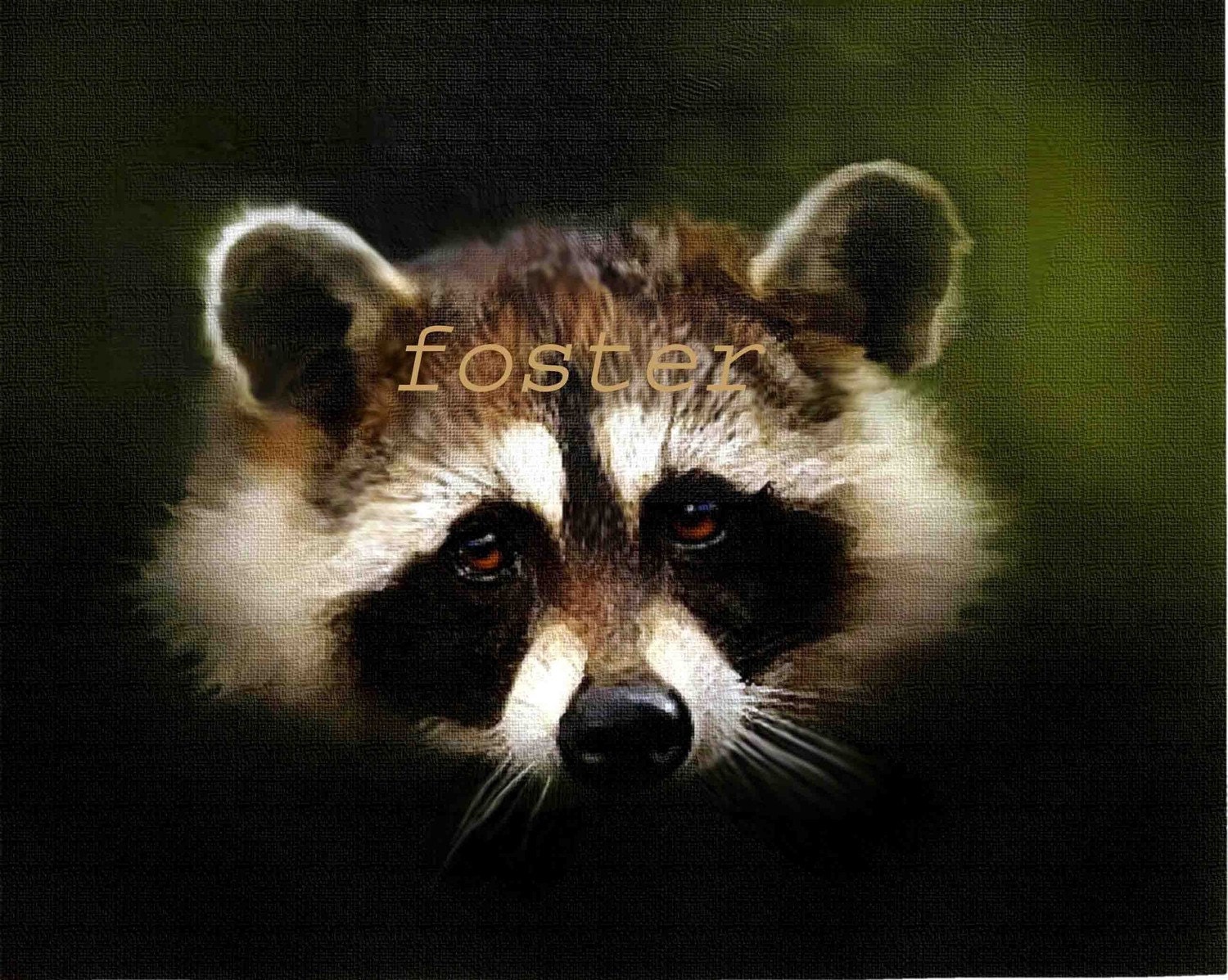 raccoon art, wildlilfe art, RACCOON PORTRAIT print painting