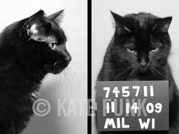 AC's Mug Shot greeting card