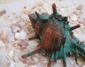 Murex Trappa Sea Shell - Copper Electroformed