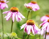 Bright Echinacea 12x8 Fine Art Print