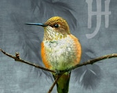 Signed Fine Art Photograph - Luminous Hummingbird Sitting on a Branch with Feathers