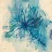 Blue Wash Wild Flower archival quality print