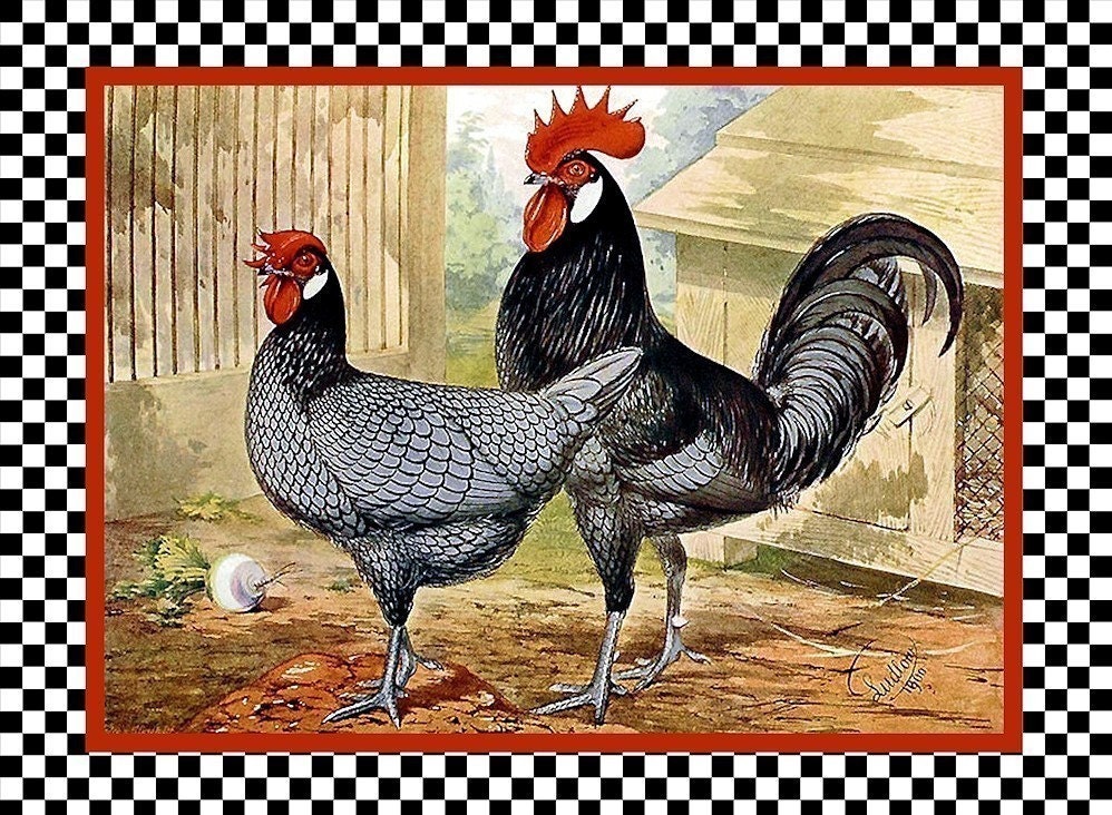 Chicken Rooster Andalusian Refrigerator Magnet -  FREE US SHIPPING