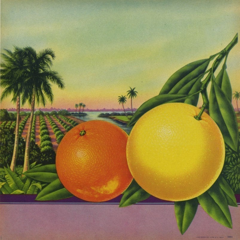 Orange Grove Palm Trees Florida Orange Crate Label