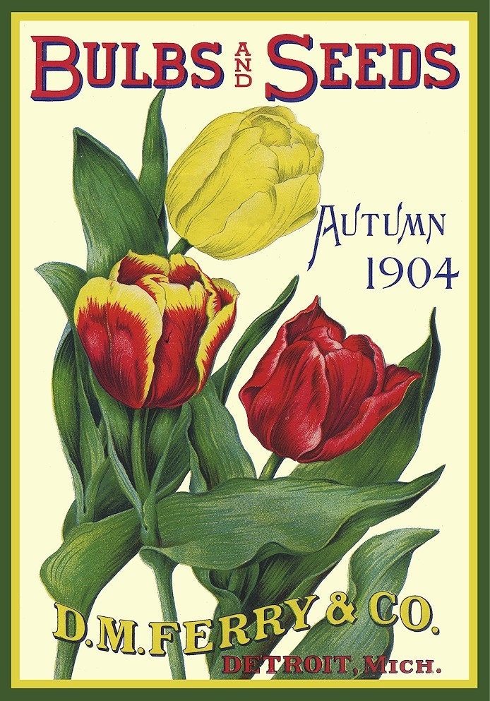 Tulip Bulb Old Magazine Cover Refrigerator Magnet - FREE US SHIPPING