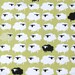 Monaluna  Bah Bah Black Sheep - Organic Cotton - 1 1/2 Yards