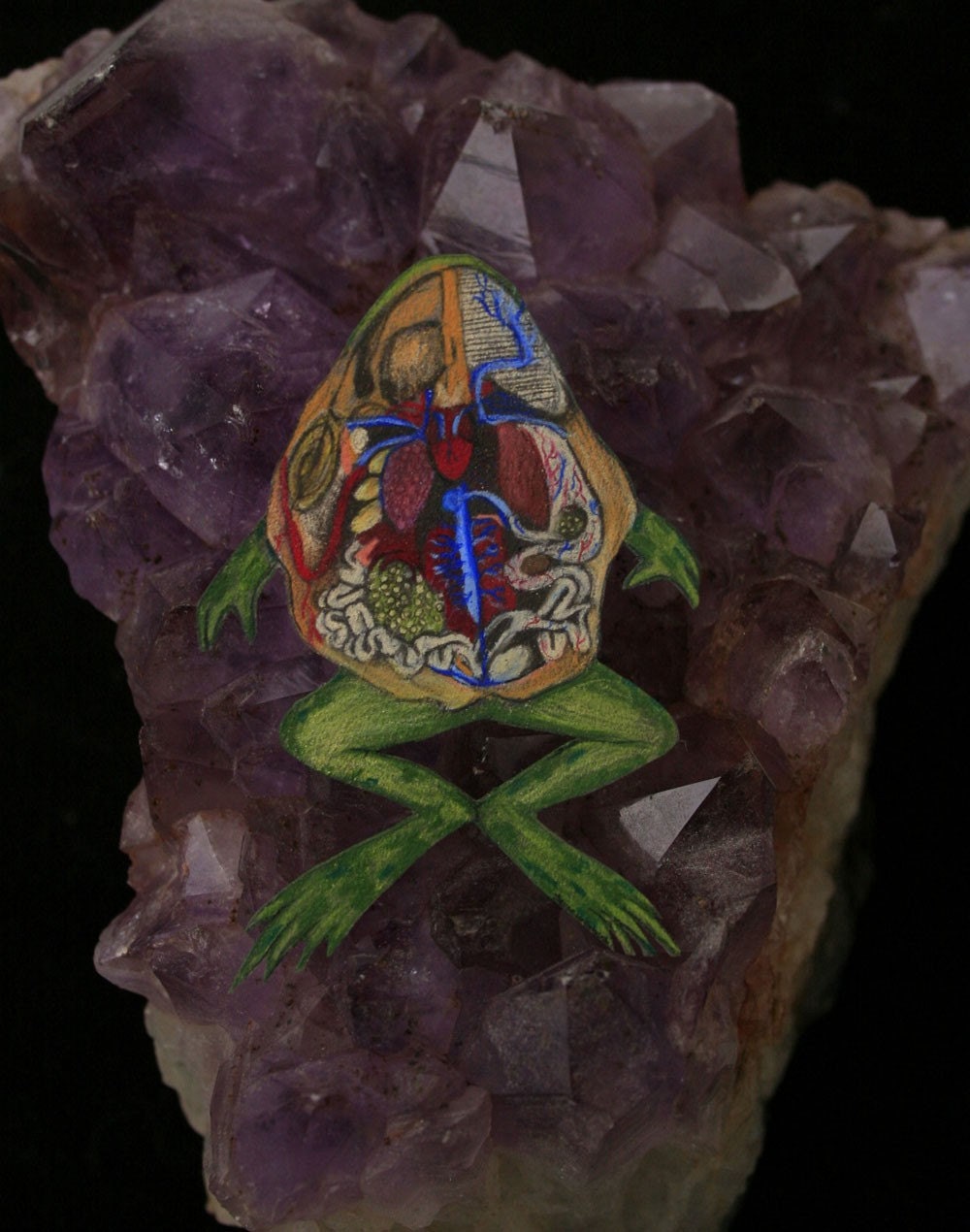 frog anatomy pin