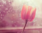 flower photography, tulip photograph, il pleure dans mon coeur, romantic pink peach spring window rainy day purple, french, Valentines