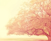 tree photography, that was just a dream, nursery art, girls room, pink buttercream landscape botanical ethereal nature fine art print
