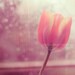 flower photography, tulip photograph, il pleure dans mon coeur, romantic pink peach spring window rainy day purple, french, Valentines