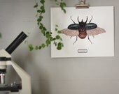 Atlas Beetle Print - Digital - Printable PDF