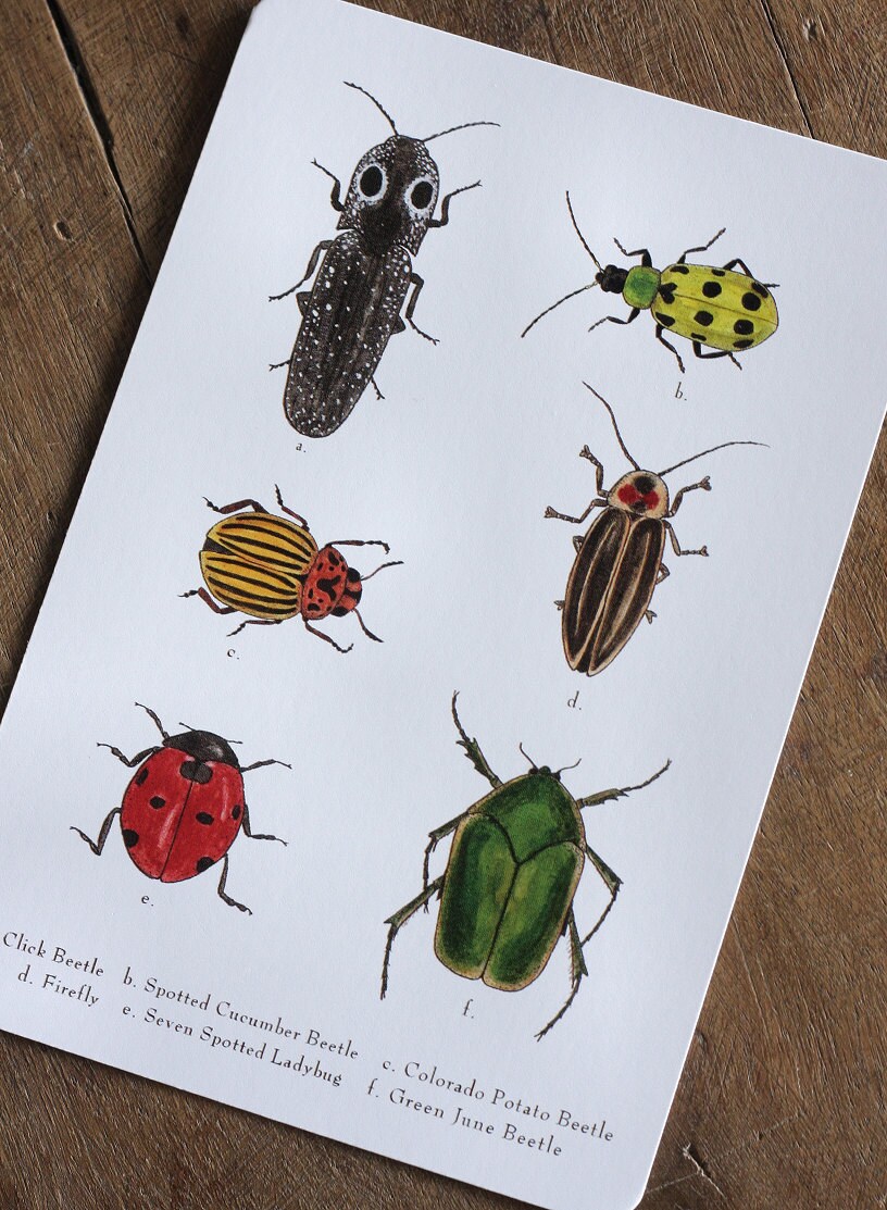 Beetle Postcards
