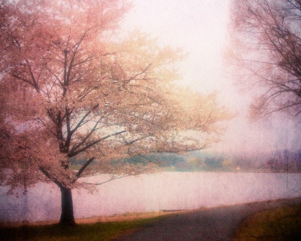 Shabby Chic Home Decor, Tree Photo, Large Photograph, Pink Cherry Blossoms, 30x40 Fine Art Photography Print by Tricia McKellar. No. 9486