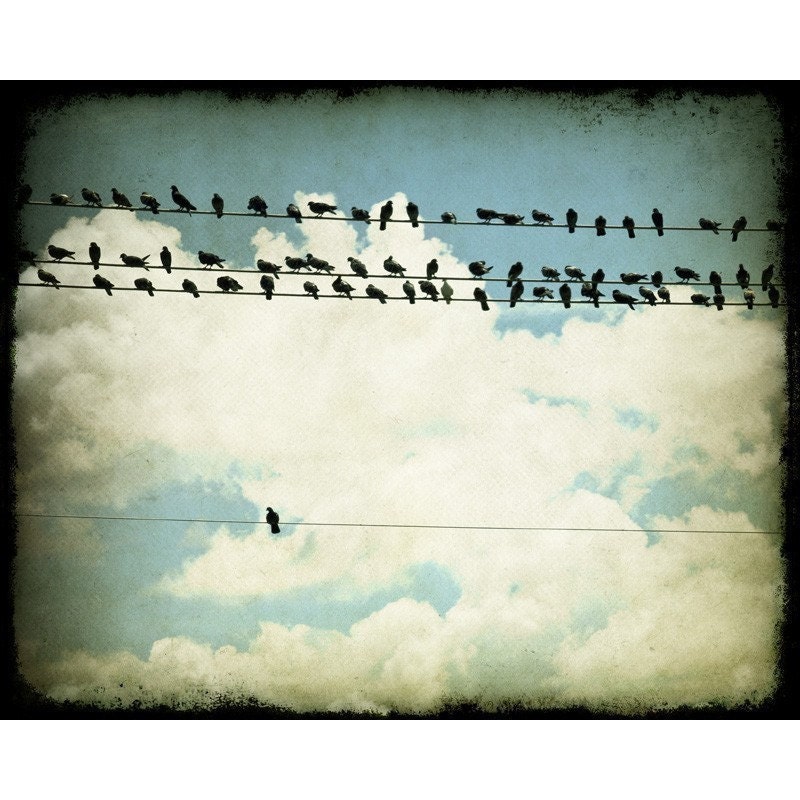 Bird Photography, Many and One (Birds on a Line), 8x10 Fine Art Photograph by Tricia McKellar, Modern Photograph with Vintage Look