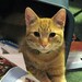 Custom Andy Warhol style of your pet 8x10 print FREE SHIPPING in the USA