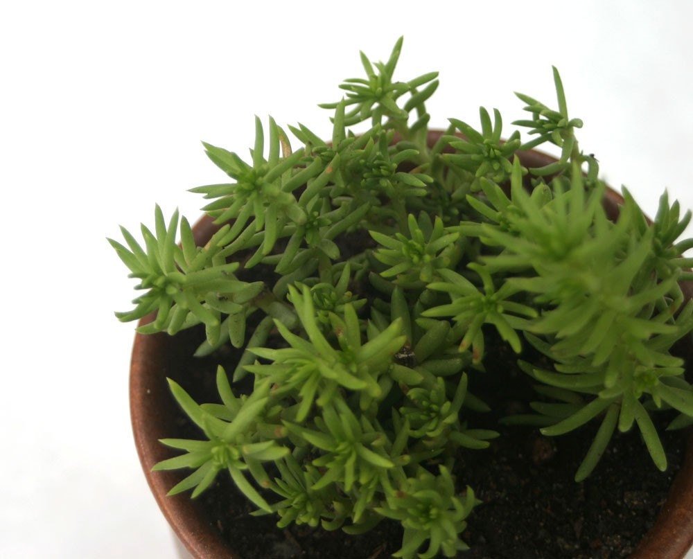 Simple Brown Japanese Tea Cup with Angelina Succulent