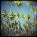 palm trees