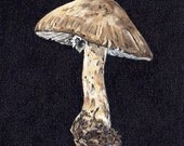 Amanita phalloides (Death Cap)