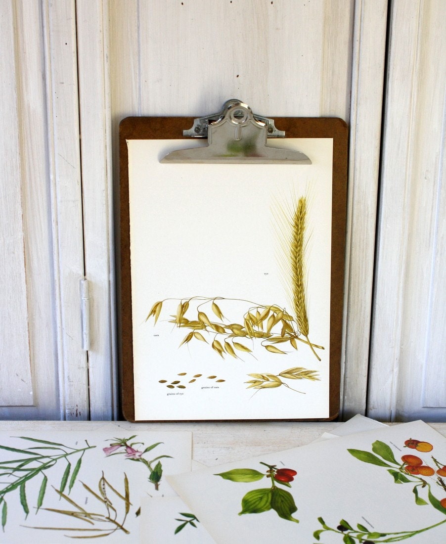 1965- Oats, Rye - For Framing, Decoupage, Mixed Media, Assemblage, Collage