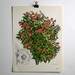 Botanical Print  - Hibiscus - Shrub and Tree Studies