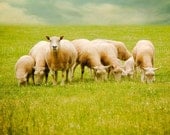 Animal photography -  In the family  -   nature photography, home wall decor, nursery, summer green