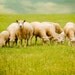 Animal photography -  In the family  -   nature photography, home wall decor, nursery, summer green