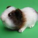 PDF Crochet Pattern GUINEA PIG