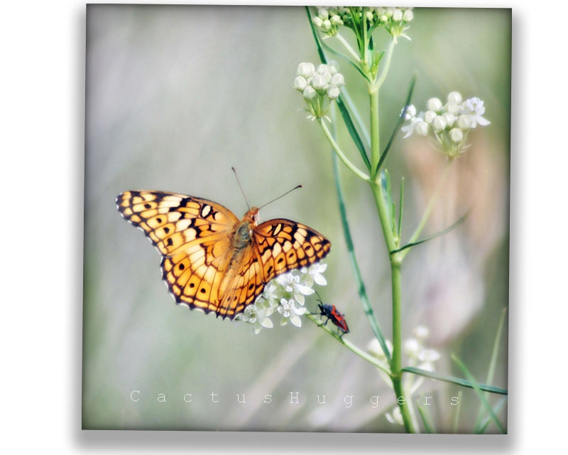Butterfly Art Print, Spring Art, Wildflowers, Butterfly Photo, 10x10