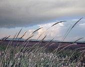 Windy Wetlands Stormy Grey Skies Photography Landscape Art Fine Art Nature Photograph 8x12 - MurrayBolesta