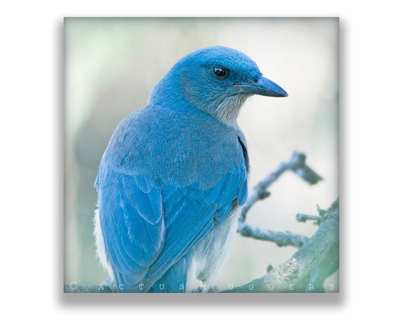Bird Photography, Mexican Jay, Blue, Forest Art, Bird Art, 8x8