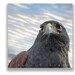 Hawk Bird, Bird Photography, Bird Art Print, 8x8