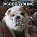 BigDoggyBling