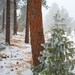 Winter Pine Photo -Frosted Fir Woodland Tree Art Print -Woodland Decor -8x10 Colorado Fine Art Photograph