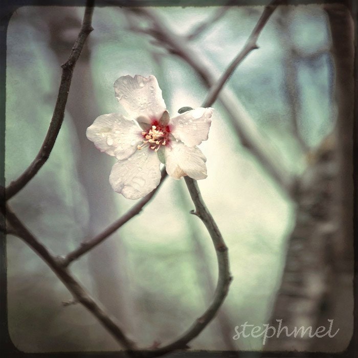 Secret Garden, 6x6 original fine art photo, springtime series, TTV frame