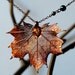 Large Fallen Copper Maple Leaf Necklace