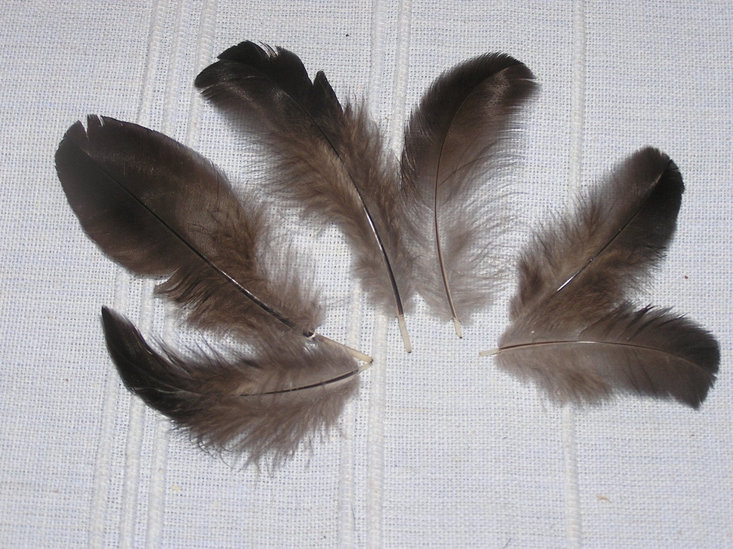 Black Feathers- Iridescent Black with Green- Hair Extensions, Earrings, Fly Tying or Craft Supplies