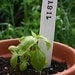 Special Order Reserved for Tom Faller - 6 Herb or Vegetable Garden Markers - Pottery Plant Stakes - Custom Order