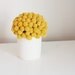 craspedia cluster in white- dried flower arrangement billy button, billy ball design.