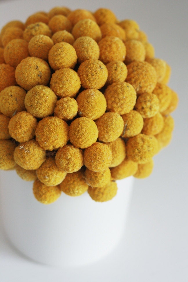 craspedia cluster in white- dried flower arrangement billy button, billy ball design.