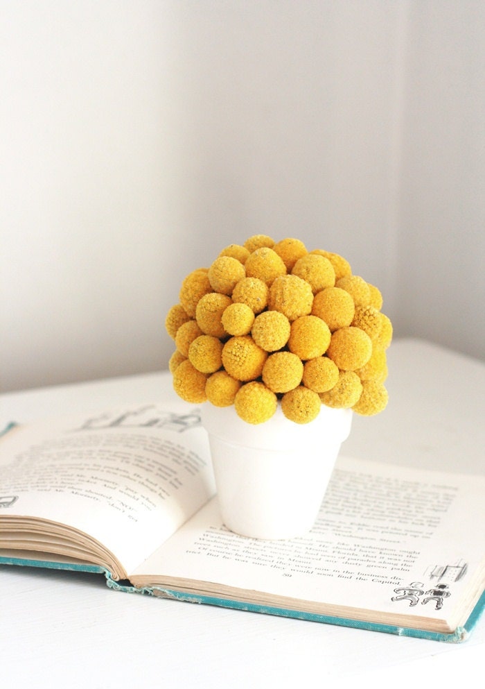 bitty billy-   dried flower arrangement of crapsedia, billy buttons