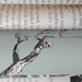 Bookmobile, Edgar Allen Poe