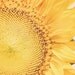 Kansas Sunflower - 8x10 Fine Art Floral Photography Print - Bright Yellow Bloom in Summer with a Colorful Pop - Feminine Home Decor Photo