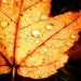 Autumn Pop - 16x20 Maple Leaf and Rain Drops Fine Art Nature Photography Print - Macro Close Up Fall Foliage Home Decor Photo