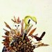 Woodland Decor - Flora and Fauna Art - barn owl flower feather wren bird nest - Unique home art by Sweet Mess - nature print