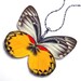 Real Butterfly Wing Necklace / Pendant (WHOLE Delias Oraia Butterfly - W018) - Buy 2 Get 1 Free