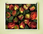 ORANGE ROSES - 8x10 Signed Fine Art Photograph