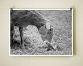 NEWBORN - 8x10 Signed Fine Art Photograph