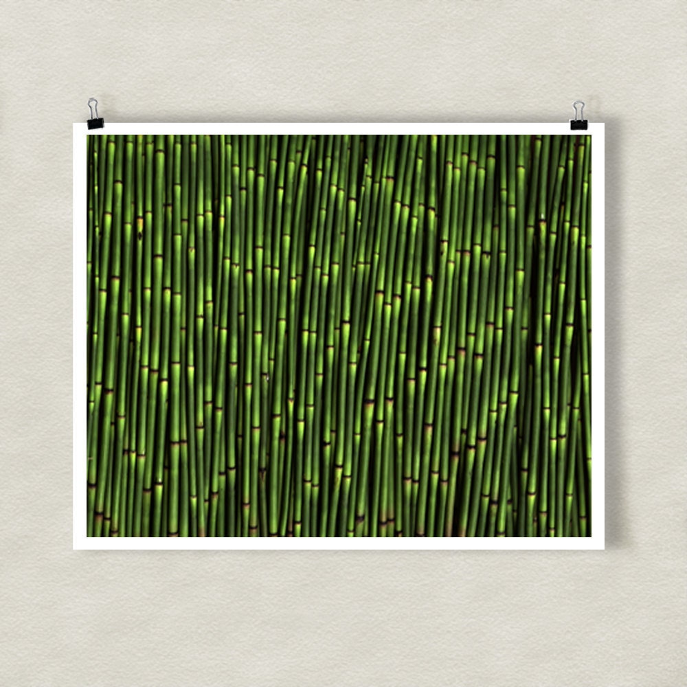 SNAKE GRASS - 8x10 Signed Fine Art Photograph